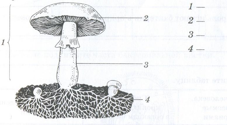 Части гриба рисунок схема