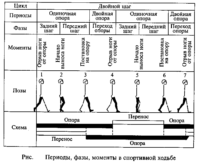 Схема ходьбы человека