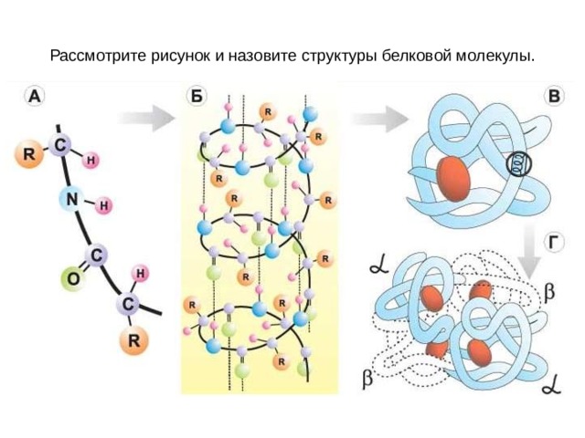 Днк 10. Схема строения белковой молекулы. Рассмотрите рисунок и назовите структуры белковой молекулы. Назовите структуры белковой молекулы. Строение ДНК 10 класс.