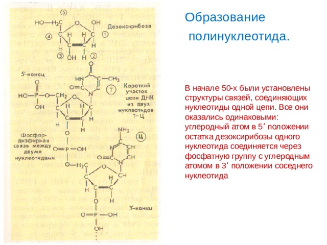 В состав нуклеотида входит дезоксирибоза. Образование дезоксирибозы. Образование полинуклеотида. Дезоксирибоза. Дезоксирибоза биологическая роль.