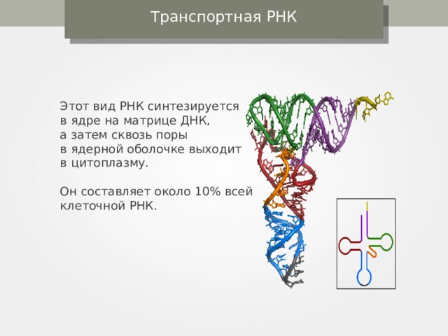 Известно что все виды рнк синтезируются. И РНК синтезируется в. ДНК И транспортная РНК. Рибонуклеиновые кислоты в клетках. Рибонуклеиновые кислоты в клетках участвуют в.