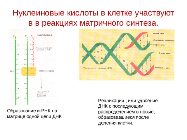 Днк 10 класс. Реакции матричного синтеза репликация ДНК. Синтез нуклеиновых кислот репликация и. Репликация ДНК матричная реакция. Реакция матричного синтеза репликация ДНК И РНК.