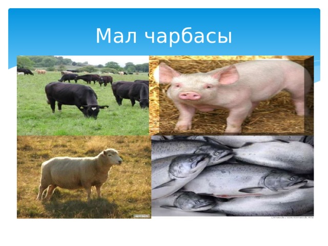 Мал чарбасы 