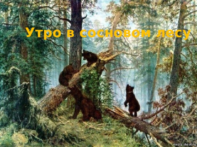 Утро в сосновом лесу 