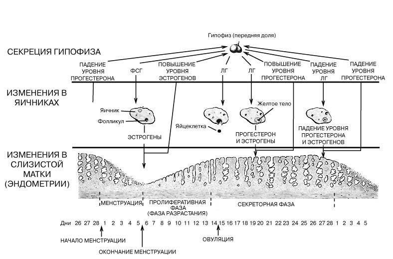 Как происходят месячные внутри организма женщины схема