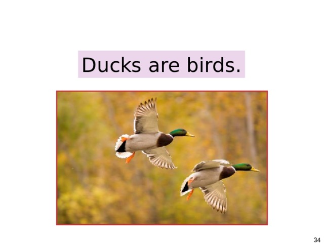 1-4 PLURAL NOUNS + BE Ducks are birds.   