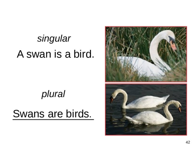 1-4 Let’s Practice singular A swan is a bird. plural Swans are birds .   