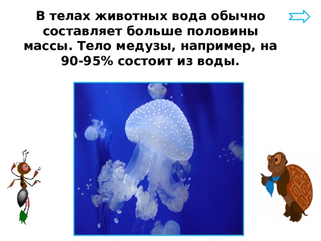В телах животных вода обычно составляет больше половины массы. Тело медузы, например, на 90-95% состоит из воды. 