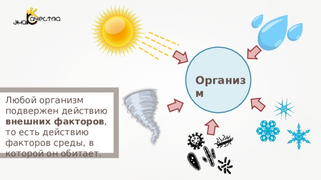 Организм Любой организм подвержен действию внешних факторов , то есть действию факторов среды, в которой он обитает. 