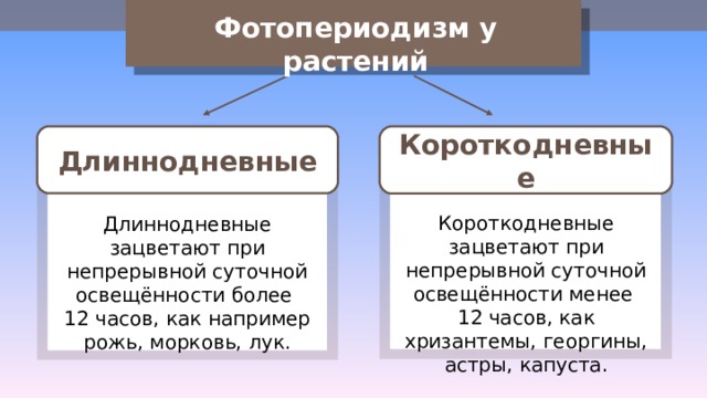 Фотопериодизм у растений Длиннодневные Короткодневные Короткодневные зацветают при непрерывной суточной освещённости менее 12 часов, как хризантемы, георгины, астры, капуста. Длиннодневные зацветают при непрерывной суточной освещённости более 12 часов, как например рожь, морковь, лук. 