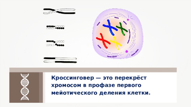 Кроссинговер — это перекрёст хромосом в профазе первого мейотического деления клетки. 