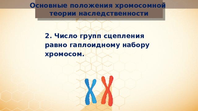Основные положения хромосомной теории наследственности 2. Число групп сцепления равно гаплоидному набору хромосом. 