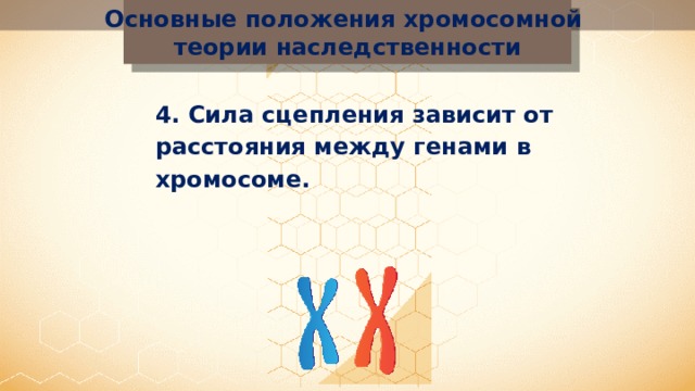 Основные положения хромосомной теории наследственности 4 . Сила сцепления зависит от расстояния между генами в хромосоме. 