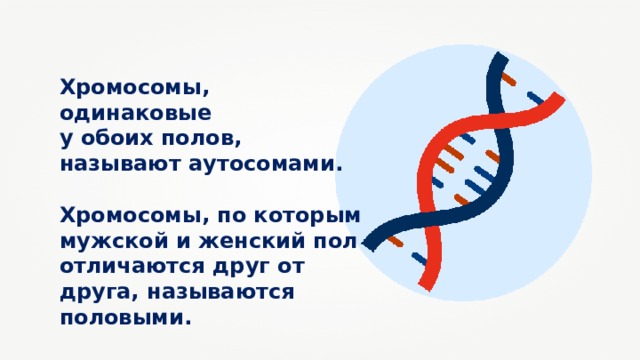 Хромосомы, одинаковые у обоих полов, называют аутосомами.  Хромосомы, по которым мужской и женский пол отличаются друг от друга, называются половыми. 