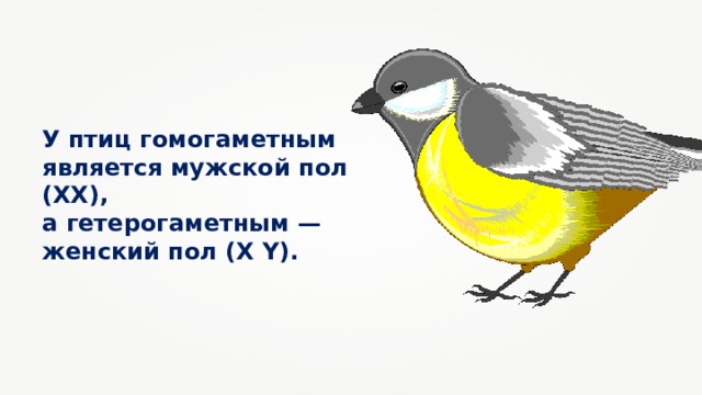 У птиц гомогаметным является мужской пол (XX), а гетерогаметным — женский пол (Х Y). 