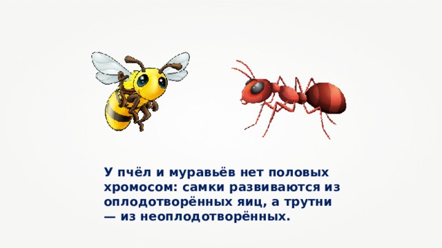 У пчёл и муравьёв нет половых хромосом: самки развиваются из оплодотворённых яиц, а трутни — из неоплодотворённых. 