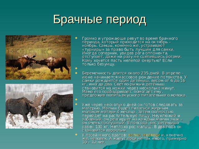 Громко и угрожающе ревут во время брачного периода, который приходится на октябрь – ноябрь. Самцы, конечно же, устраивают «турниры» за право быть лучшим для самки. Иногда соперник, увидев рога оппонента, отступает, даже ни разу не сцепившись рогами. Кому хочется пасть нелепой смертью? Если только безумцу.   Беременность длится около 235 дней. В апреле – июне начинается массовое рождение потомства. У самки рождается один детеныш, весом от 6 до 16 кг, иногда два. Светло-рыжый детёныш становится на ножки через несколько минут. Мама его подбадривает, помогает ему, предложив попить вкусного питательного молока.   Уже через несколько дней он готов следовать за матерью. Малыш будет питаться жирным молоком матери 4 месяца. Затем полностью перейдет на растительную пищу. Неуклюжий и забавный, он реагирует на каждый мамин знак – он очень послушный. В полгода, вес детеныша равен 130 кг. Неплохо рос малыш. В два года он становится взрослым. У лосей много врагов: волки , медведи и, конечно же, человек. А живут лоси не так много, примерно 10 – 12 лет. 