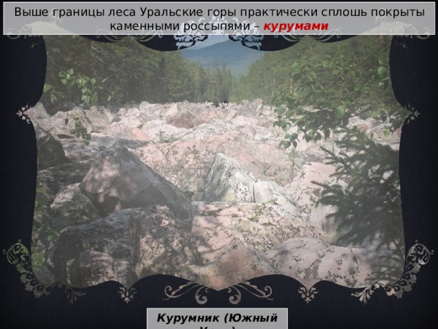 Выше границы леса Уральские горы практически сплошь покрыты каменными россыпями – курумами Курумник ( Южный Урал ) 