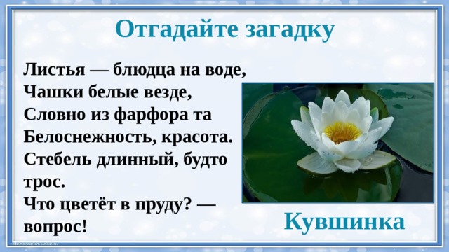 Загадка белы. Загадка про кувшинку белую. Загадка про кувшинку. Загадка про водяную лилию. Загадка про кувшинку для детей.