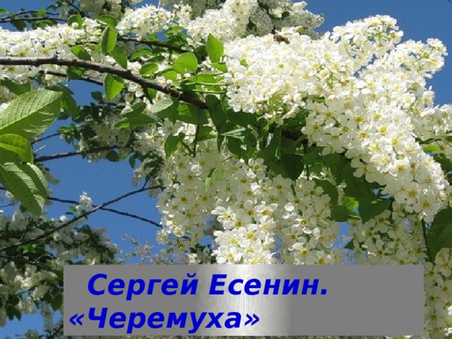  Сергей Есенин. «Черемуха»  