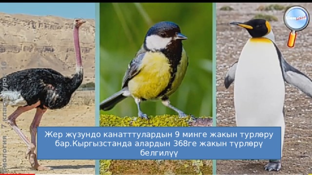 Жер жүзундо канатттулардын 9 минге жакын турлөру бар.Кыргызстанда алардын 368ге жакын түрлөрү белгилүү 