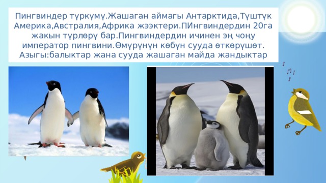 Пингвиндер түркүмү.Жашаган аймагы Антарктида,Түштүк Америка,Австралия,Африка жээктери.ПИнгвиндердин 20га жакын түрлөрү бар.Пингвиндердин ичинен эң чоңу император пингвини.Өмүрүнүн көбүн сууда өткөрүшөт.  Азыгы:балыктар жана сууда жашаган майда жандыктар 