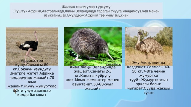 Жалпак төштүүлөр түркүмү .Түштүк Африка,Австралияда,Жаңы Зеландияда тараган.Учууга жөндөмсүз,чөп менен азыктанышат.Өкүлдөрү:Африка төө кушу,эму,киви Эму.Австралияда кездешет.Салмагы 40-50 кг.7-8ге чейин жумуртка тууйт.Жумурткасын эркеги басып чыгарат.Сууда жакшы сүзөт Африка төө кушу.Салмагы 80 кг.Боюнун узундугу 3метрге жетет.Африка чөлдөрүндө жашайт.70 жыл жашайт.Жүнү,жумурткасы,эти үчүн адамдар колдо багышат Киви.Жаңы Зеландияда жашайт.Самагы 2-3 кг.Канаты,куйругу жок.Мөмө-жемиштер менен азыктанат.50-60-жыл жашайт 