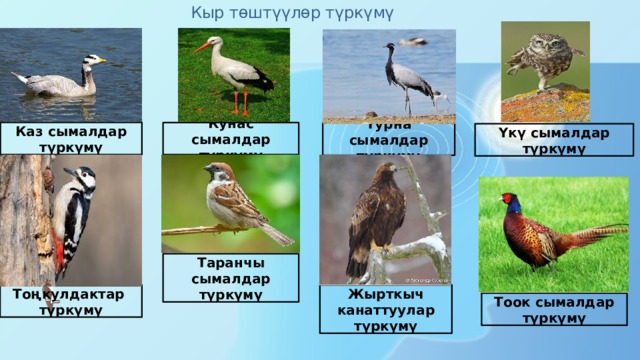 Кыр төштүүлөр түркүмү Каз сымалдар түркүмү Кунас сымалдар түркүмү Турна сымалдар түркүмү Үкү сымалдар түркүмү Таранчы сымалдар түркүмү Жырткыч канаттуулар түркүмү Тоңкулдактар түркүмү Тоок сымалдар түркүмү 