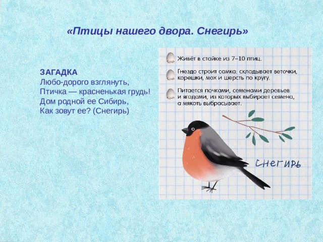 Снегирь словарное слово в картинках