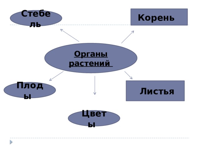 Что такое низшие и высшие растения 4 класс. Смотреть фото Что такое низшие и высшие растения 4 класс. Смотреть картинку Что такое низшие и высшие растения 4 класс. Картинка про Что такое низшие и высшие растения 4 класс. Фото Что такое низшие и высшие растения 4 класс