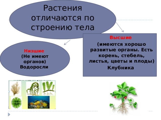 Чем высшие растения отличаются от низших