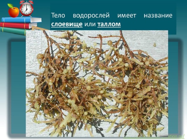 Что такое низшие и высшие растения 4 класс. Смотреть фото Что такое низшие и высшие растения 4 класс. Смотреть картинку Что такое низшие и высшие растения 4 класс. Картинка про Что такое низшие и высшие растения 4 класс. Фото Что такое низшие и высшие растения 4 класс