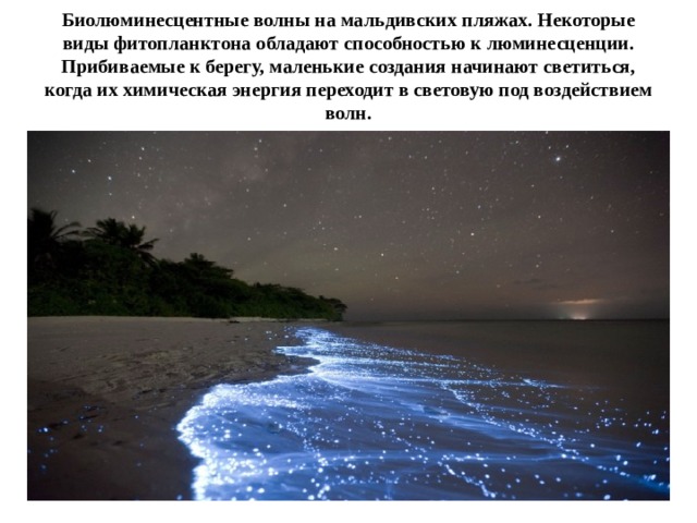 Биолюминесцентные волны на мальдивских пляжах. Некоторые виды фитопланктона ‎обладают способностью к люминесценции. Прибиваемые к берегу, маленькие создания ‎начинают светиться, когда их химическая энергия переходит в световую под воздействием волн.‎ 