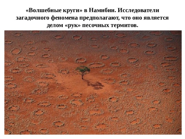 «Волшебные круги» в Намибии. Исследователи загадочного феномена предполагают, что оно ‎является делом «рук» песочных термитов.‎ 