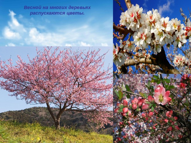 Весной на многих деревьях распускаются цветы. 