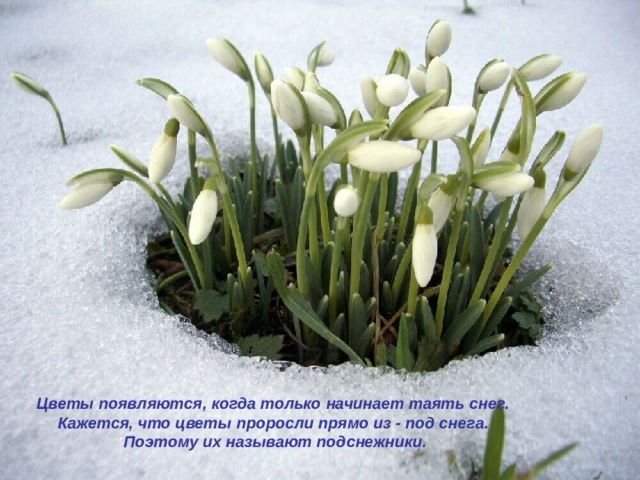  Цветы появляются, когда только начинает таять снег. Кажется, что цветы проросли прямо из - под снега. Поэтому их называют подснежники. 