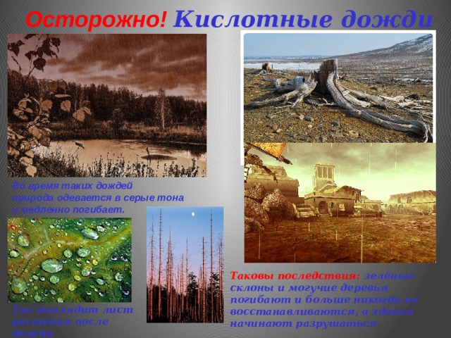 Осторожно!  Кислотные дожди Во время таких дождей природа одевается в серые тона и медленно погибает. Таковы последствия: зелёные склоны и могучие деревья погибают и больше никогда не восстанавливаются, а здания начинают разрушаться Так выглядит лист растения после дождя 