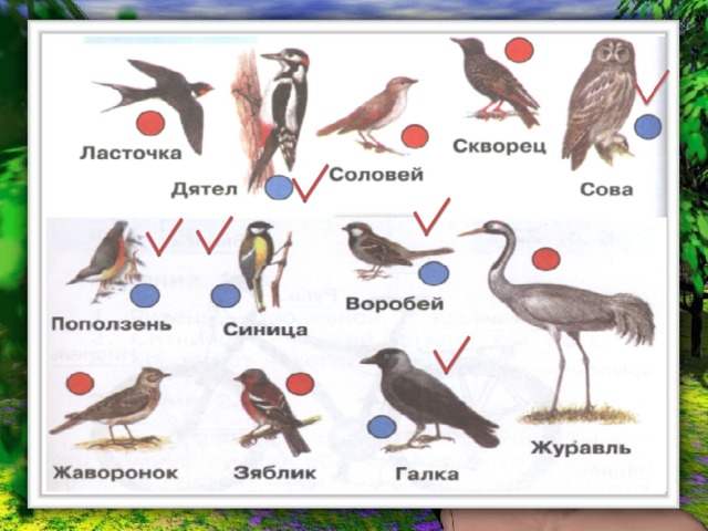 Окружающий мир где зимуют птицы 1 класс презентация