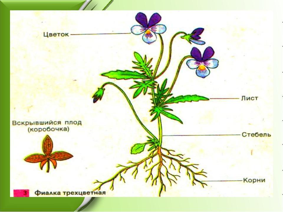 Рисунок внешнее строение растения. Фиалка трехцветная строение. Строение фиалки схема. Однолетние цветковые растения строение. Органы растений фиалка трехцветная.