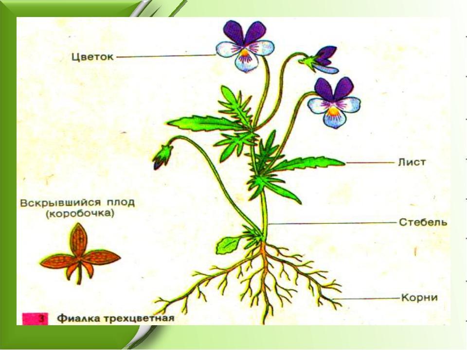 Корень побег лист стебель. Фиалка трехцветная строение. Строение фиалки схема. Однолетние цветковые растения строение. Органы растений фиалка трехцветная.