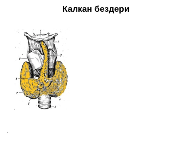 Калкан бездери . 