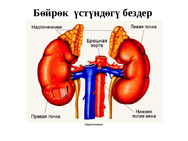 Бөйрөк үстүндөгү бездер 