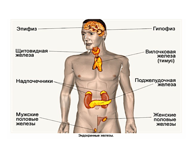 (тимус) 