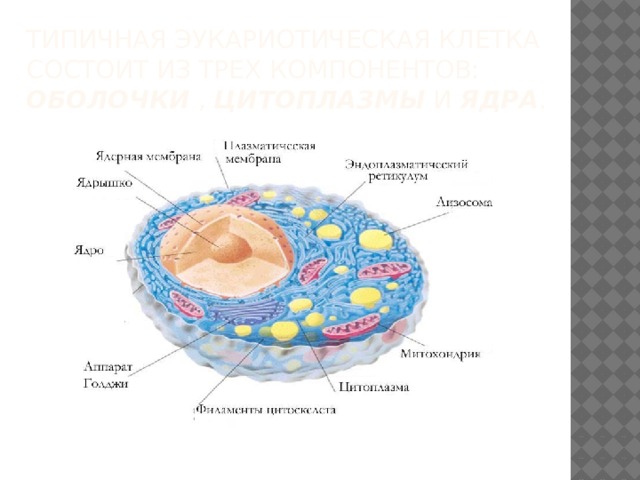 Органоидами клетки эукариотической являются. Строение цитоплазмы клетки эукариот. Строение цитоплазмы эукариотической клетки. Строение цитоплазмы эукариот. Эукариотические клетки строение.
