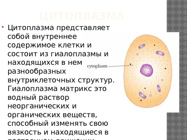 Цитоплазма.