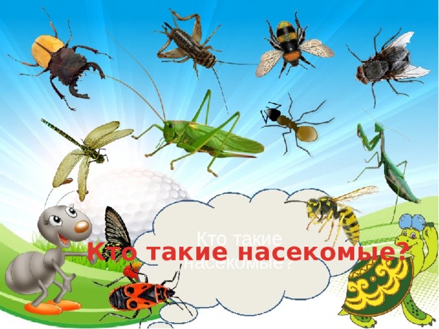 Тема проекта насекомые