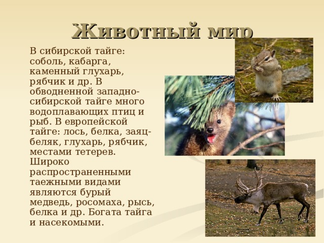 В сибирской тайге: соболь, кабарга, каменный глухарь, рябчик и др. В обводненной западно-сибирской тайге много водоплавающих птиц и рыб. В европейской тайге: лось, белка, заяц-беляк, глухарь, рябчик, местами тетерев. Широко распространенными таежными видами являются бурый медведь, росомаха, рысь, белка и др. Богата тайга и насекомыми.