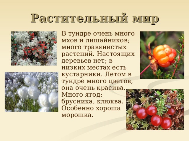 В тундре очень много мхов и лишайников; много травянистых растений. Настоящих деревьев нет; в низких местах есть кустарники. Летом в тундре много цветов, она очень красива. Много ягод: брусника, клюква. Особенно хороша морошка.
