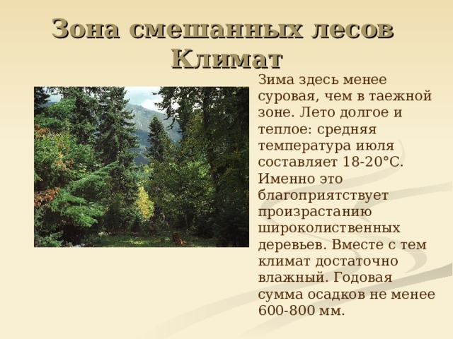 Зона смешанных лесов  Климат  Зима здесь менее суровая, чем в таежной зоне. Лето долгое и теплое: средняя температура июля составляет 18-20°С. Именно это благоприятствует произрастанию широколиственных деревьев. Вместе с тем климат достаточно влажный. Годовая сумма осадков не менее 600-800 мм.