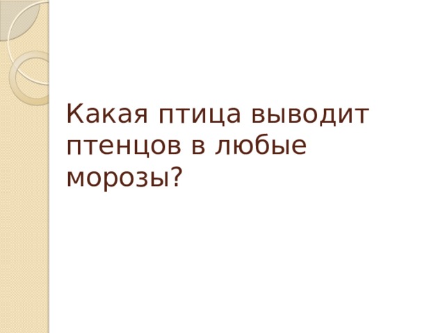 Какая птица выводит птенцов в любые морозы?